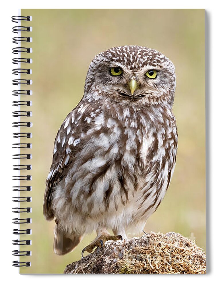 Little Owl Spiral Notebook featuring the photograph Little owl by Hernan Bua