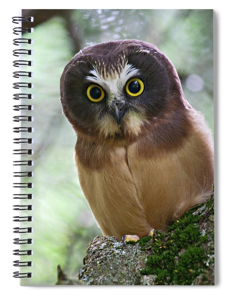 Birds Spiral Notebook featuring the photograph Little Owl by Wesley Aston