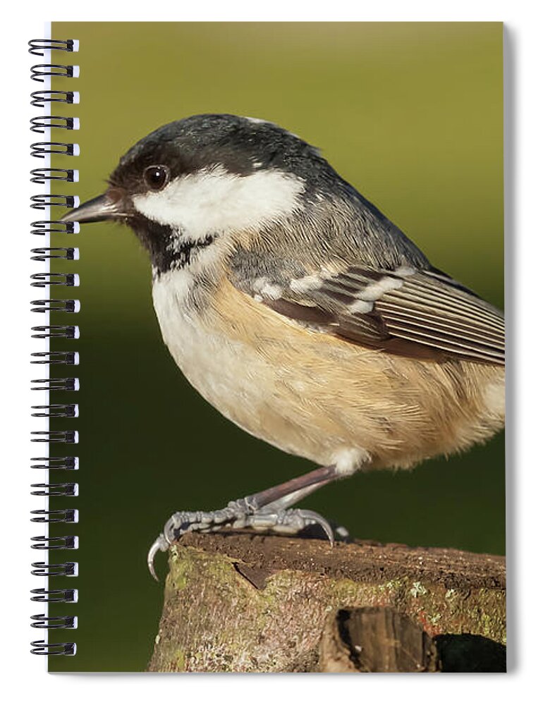 Log Spiral Notebook featuring the photograph Little wild coal tit on a log cose up by Simon Bratt