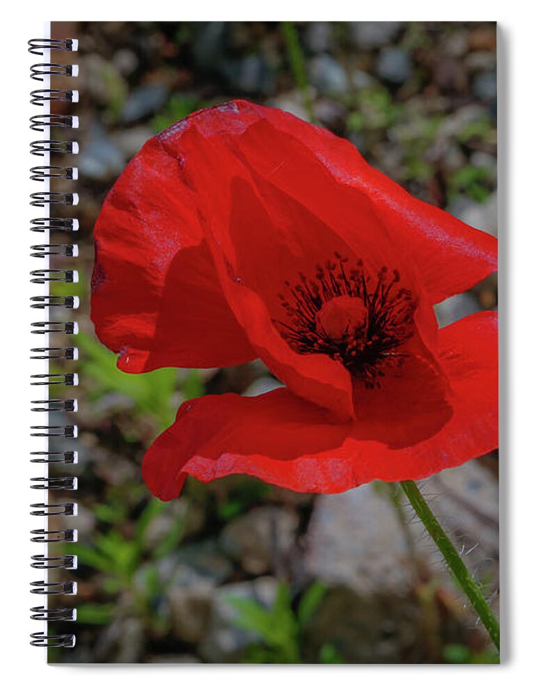 Flower Spiral Notebook featuring the photograph Lone Red Flower by Lora J Wilson