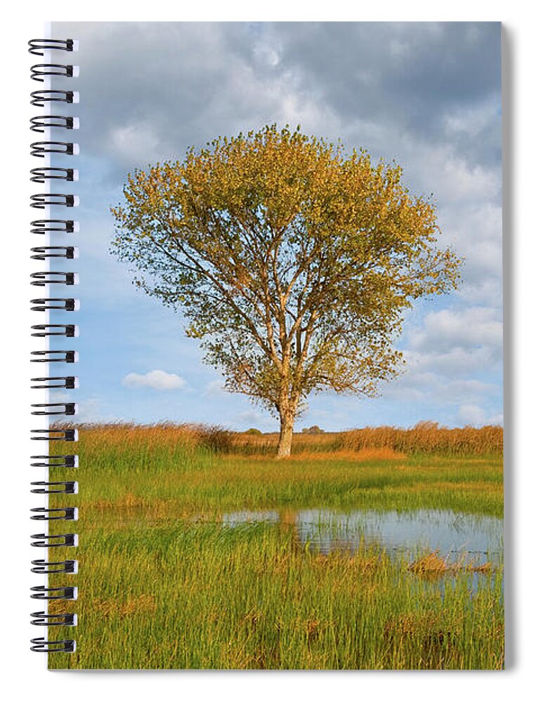Autumn Spiral Notebook featuring the photograph Lone Tree by a Wetland by Jeff Goulden
