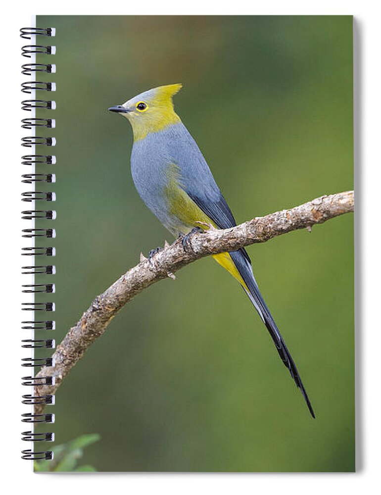 America Spiral Notebook featuring the photograph Long-tailed Silky-flycatcher by James Zipp