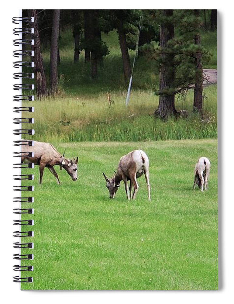 Longhorn Sheep At Custer Spiral Notebook featuring the photograph Longhorn Sheep at Custer by Susan Jensen