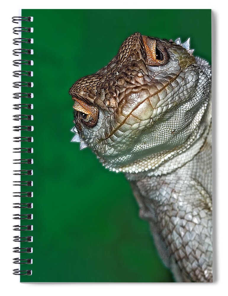 Animal Themes Spiral Notebook featuring the photograph Look Reptile, Lizard Interested By by Pere Soler