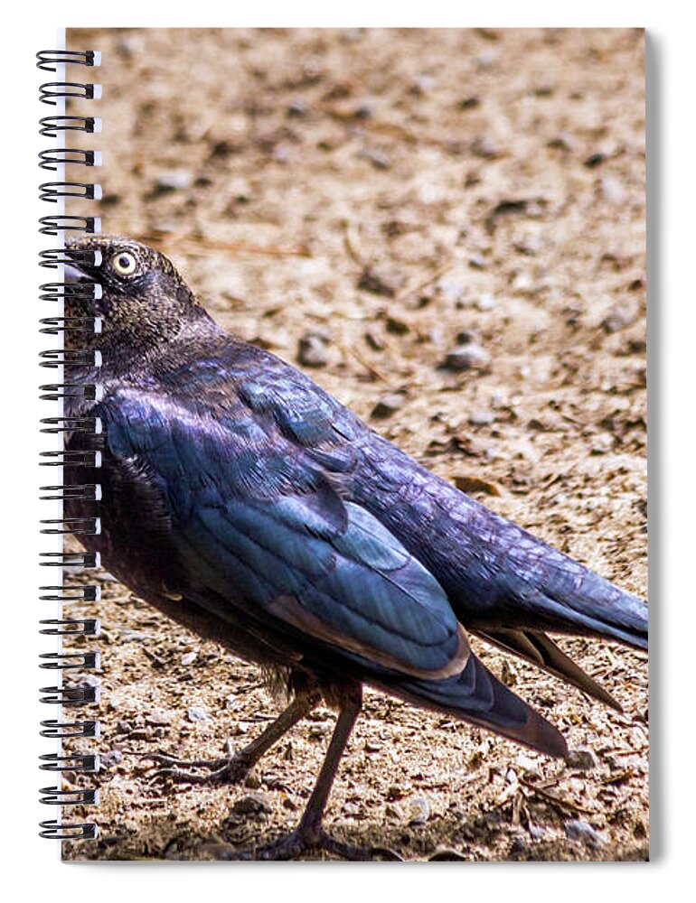 Brewer's Blackbird Spiral Notebook featuring the photograph Look Up by Kate Brown