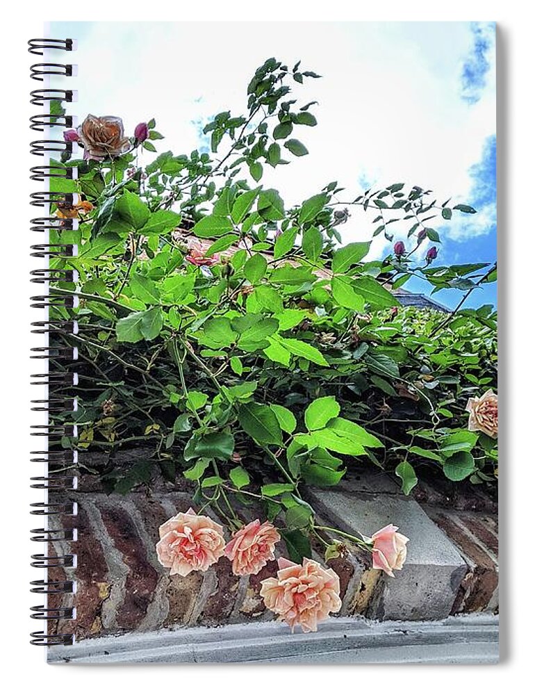Peach Flowers Spiral Notebook featuring the photograph Look Up by Portia Olaughlin
