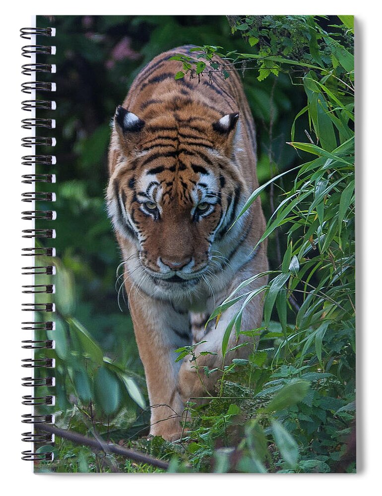 Animal Themes Spiral Notebook featuring the photograph Looking For Dinner by M Bilton