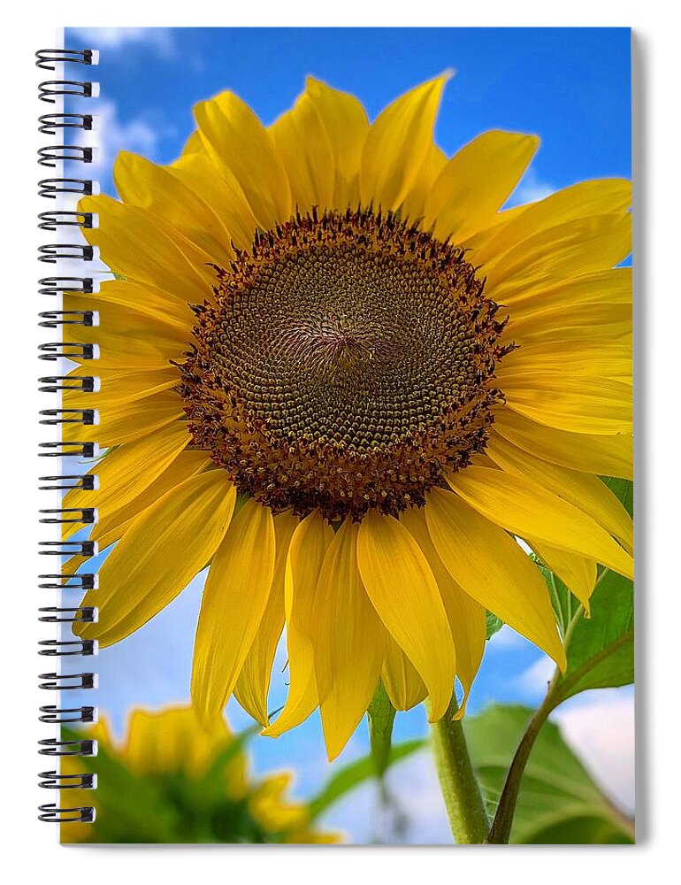 Sunflower Spiral Notebook featuring the photograph Looking Up by Brian Eberly