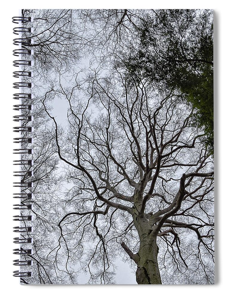 Looking Up Spiral Notebook featuring the photograph Looking Up by Michelle Wittensoldner