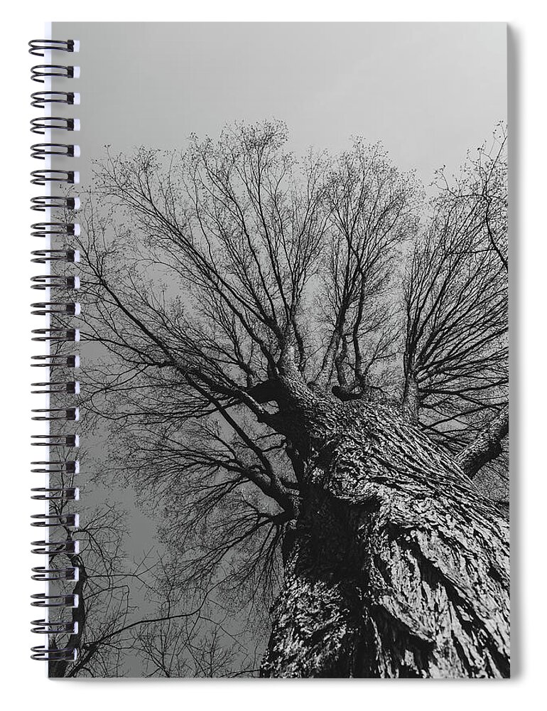 Black & White Spiral Notebook featuring the photograph Looking Up Through The Trees by Liz Albro