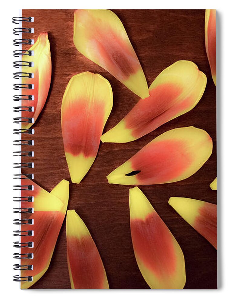 Tulip Spiral Notebook featuring the photograph Lost Petals by Deborah Crew-Johnson