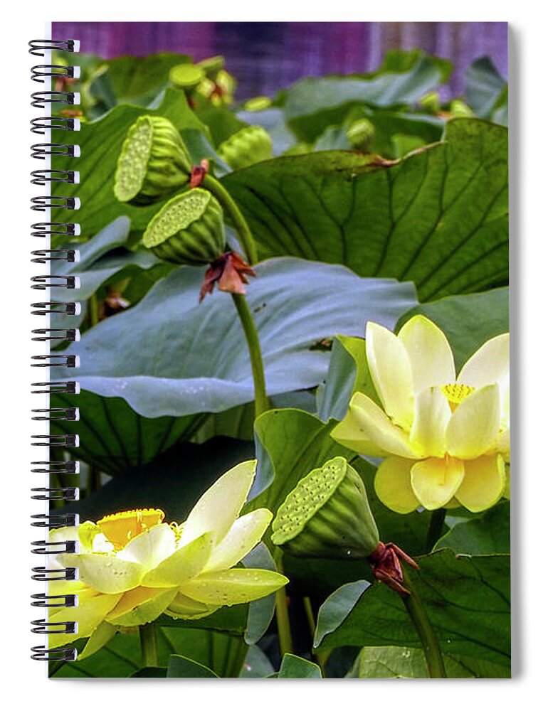 Lotus Spiral Notebook featuring the photograph Lotus Field by Farol Tomson