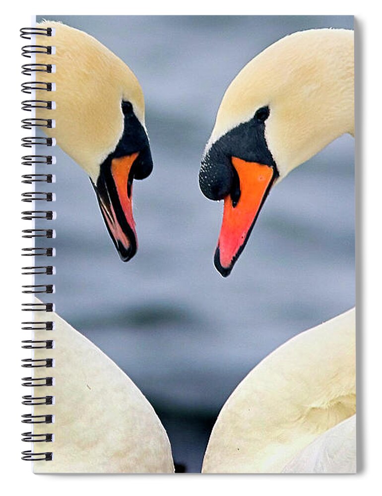 Animal Themes Spiral Notebook featuring the photograph Love Swans by Darren Stone