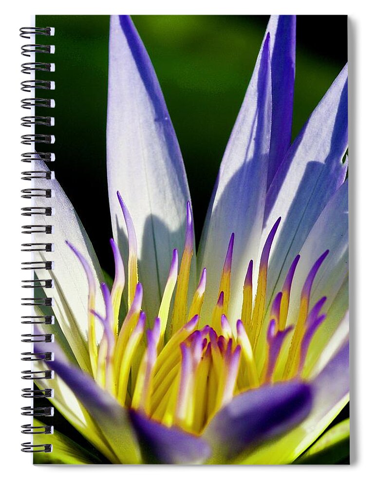 Florida Spiral Notebook featuring the photograph Lovely Purple WaterLily on a Summer Day by L Bosco