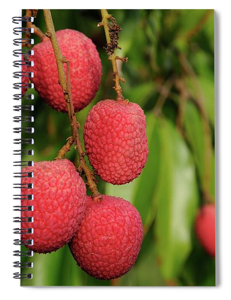 Lychee Spiral Notebook featuring the photograph Lychee Fruit on Tree by Bradford Martin