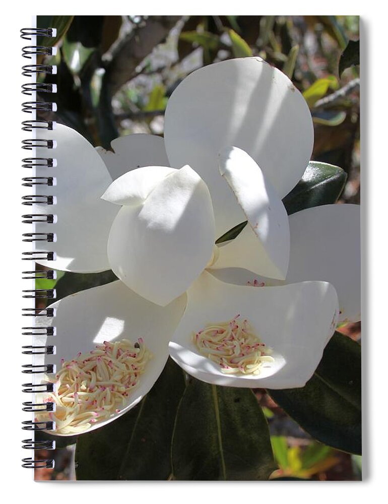 Magnificent White Magnolia Blossoms Spiral Notebook featuring the photograph Magnificent Magnolia by Philip And Robbie Bracco