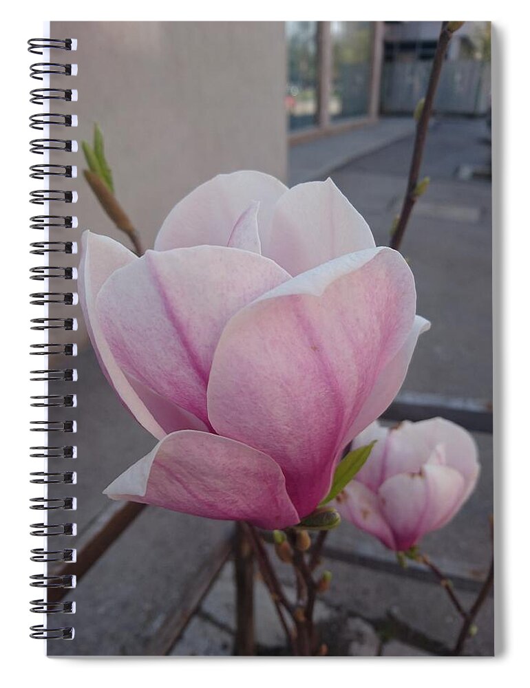  Spiral Notebook featuring the photograph Magnolia by Anzhelina Georgieva