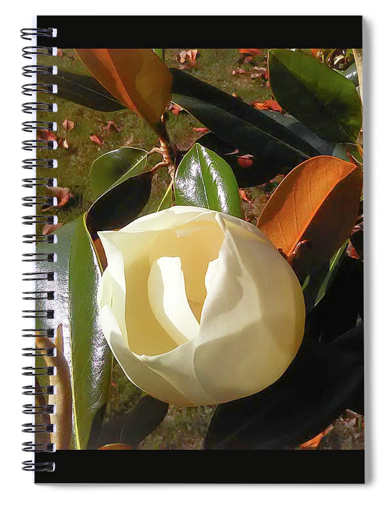 Flower Spiral Notebook featuring the photograph Magnolia Begining by C Winslow Shafer