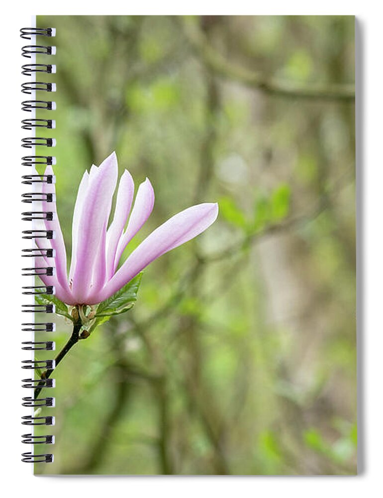 Magnolia Judy; Tree Spiral Notebook featuring the photograph Magnolia Judy Flower in Spring by Tim Gainey