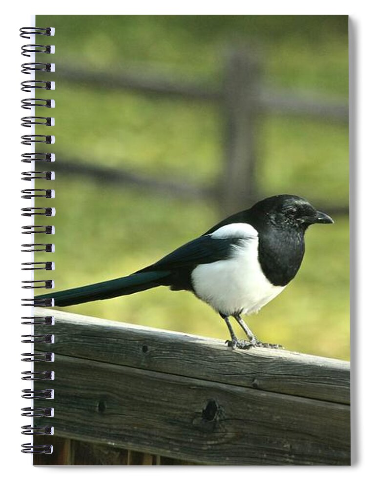 Magpie Spiral Notebook featuring the photograph Magpie by Ann E Robson