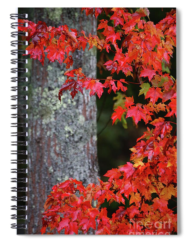 Maine Fall Colors Spiral Notebook featuring the photograph Maine in the Fall by Terri Brewster