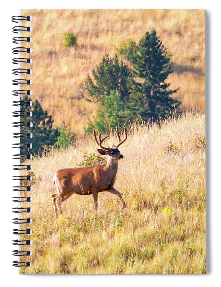 Bucks Spiral Notebook featuring the photograph Majestic Buck in Grouse Meadow by Steven Krull