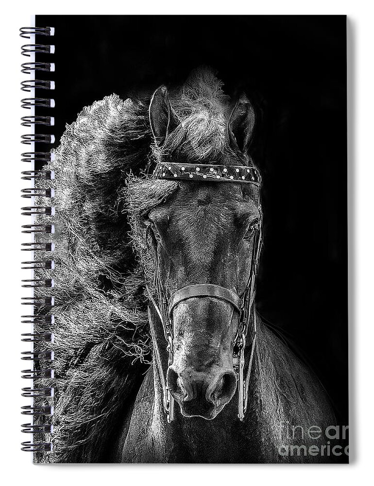 Horse Spiral Notebook featuring the photograph Majestic Friesian by JBK Photo Art