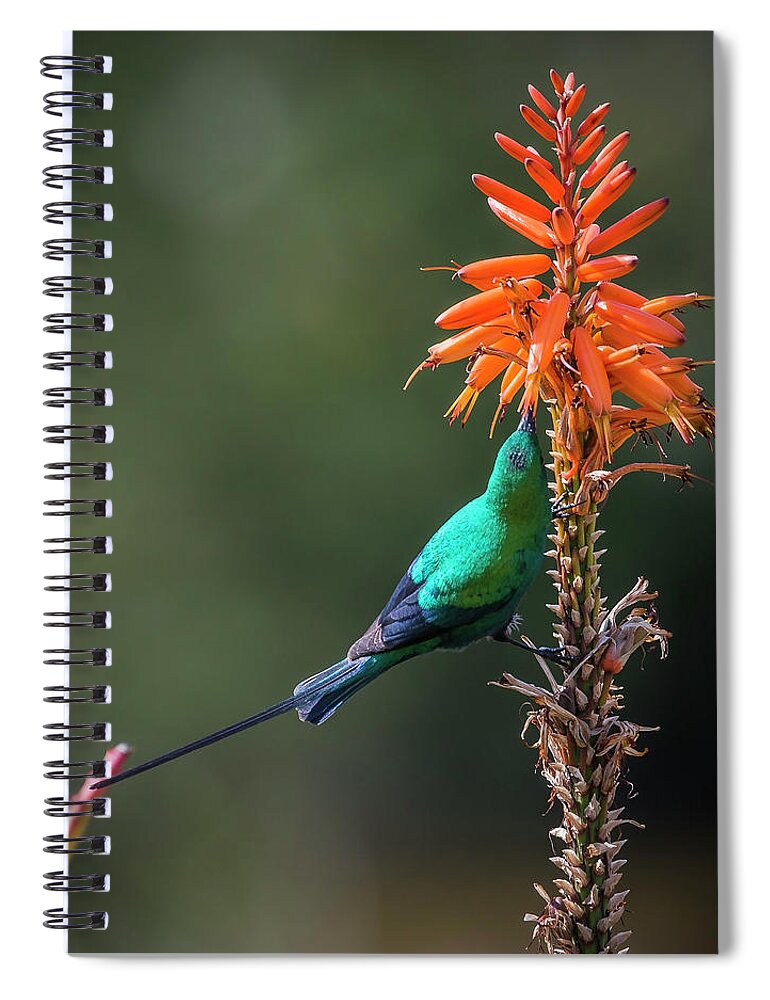 Bird Spiral Notebook featuring the photograph Malachite Sunbird 1 by Claudio Maioli