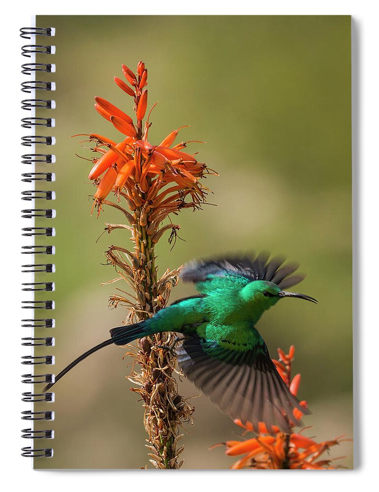 Bird Spiral Notebook featuring the photograph Malachite Sunbird 2 by Claudio Maioli