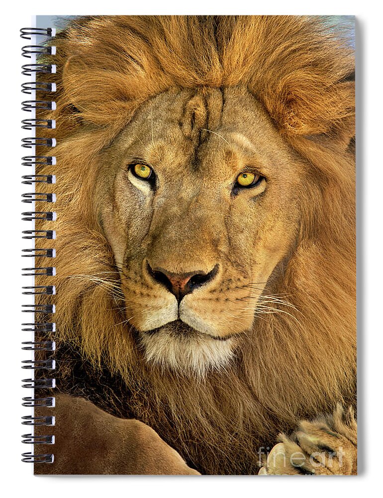 Dave Welling Spiral Notebook featuring the photograph Male African Lion Portrait Wildlife Rescue by Dave Welling