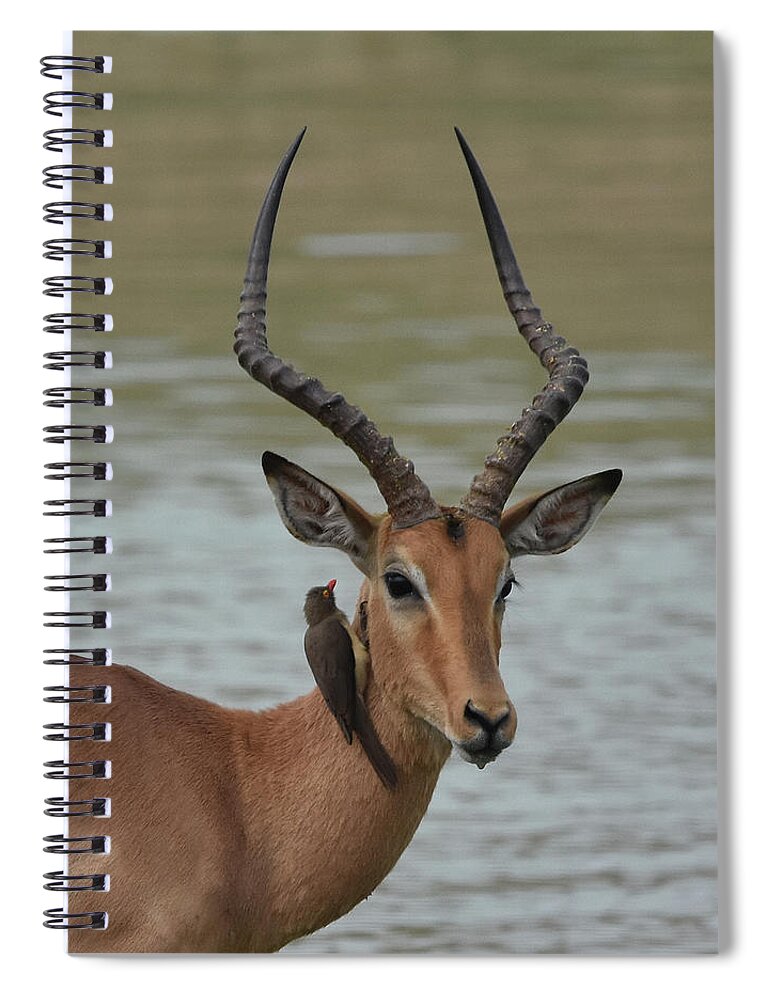 Impala Spiral Notebook featuring the photograph Male Impala with Oxpecker by Ben Foster