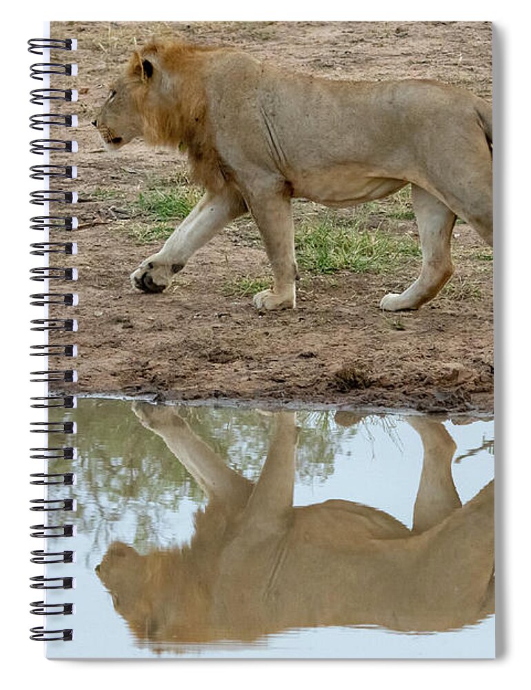 Lion Spiral Notebook featuring the photograph Male lion and his reflection by Mark Hunter