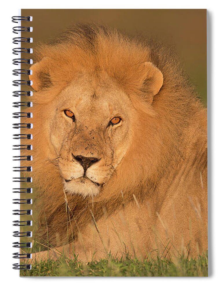 Grass Spiral Notebook featuring the photograph Male Lion At Sunrise by Michael J. Cohen, Photographer