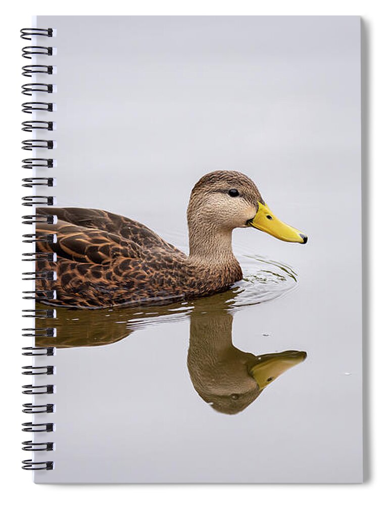 Debra Martz Spiral Notebook featuring the photograph Male Mottled Duck Reflecting on the Water by Debra Martz