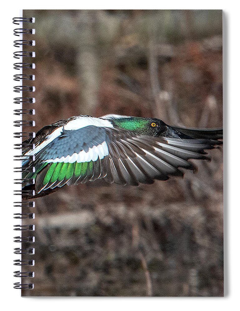 Nature Spiral Notebook featuring the photograph Male Northern Shoveler in Flight DWF0182 by Gerry Gantt