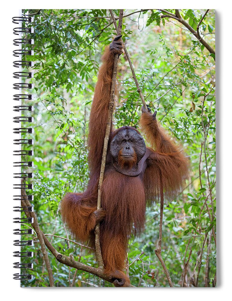 Suzi Eszterhas Spiral Notebook featuring the photograph Male Orangutan In Tanjung Putting by Suzi Eszterhas
