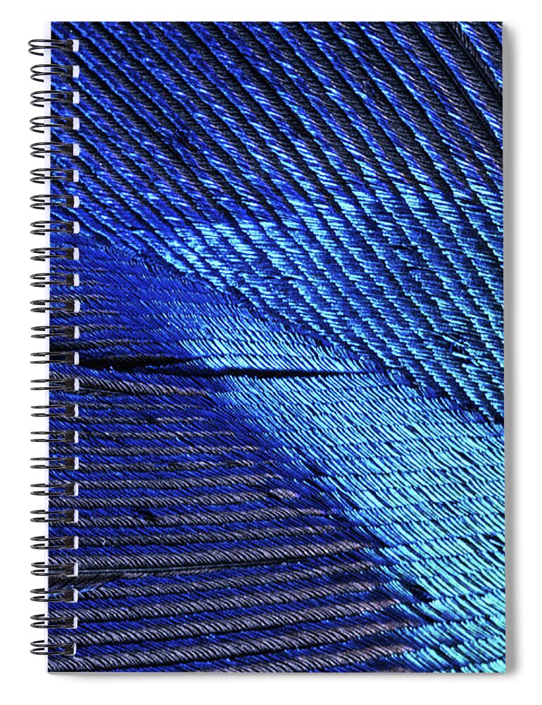 Natural Pattern Spiral Notebook featuring the photograph Male Peacock Tail Feather Pavo by Darrell Gulin