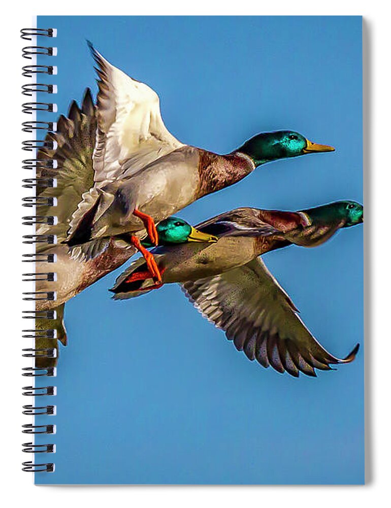 Mallards Spiral Notebook featuring the photograph Mallards in Flight by David Wagenblatt