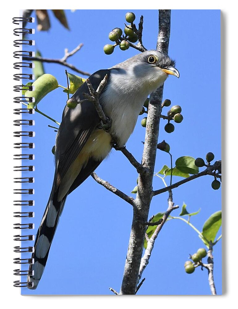 Cuckoo Spiral Notebook featuring the photograph Mangrove Cuckoo by Jim Bennight