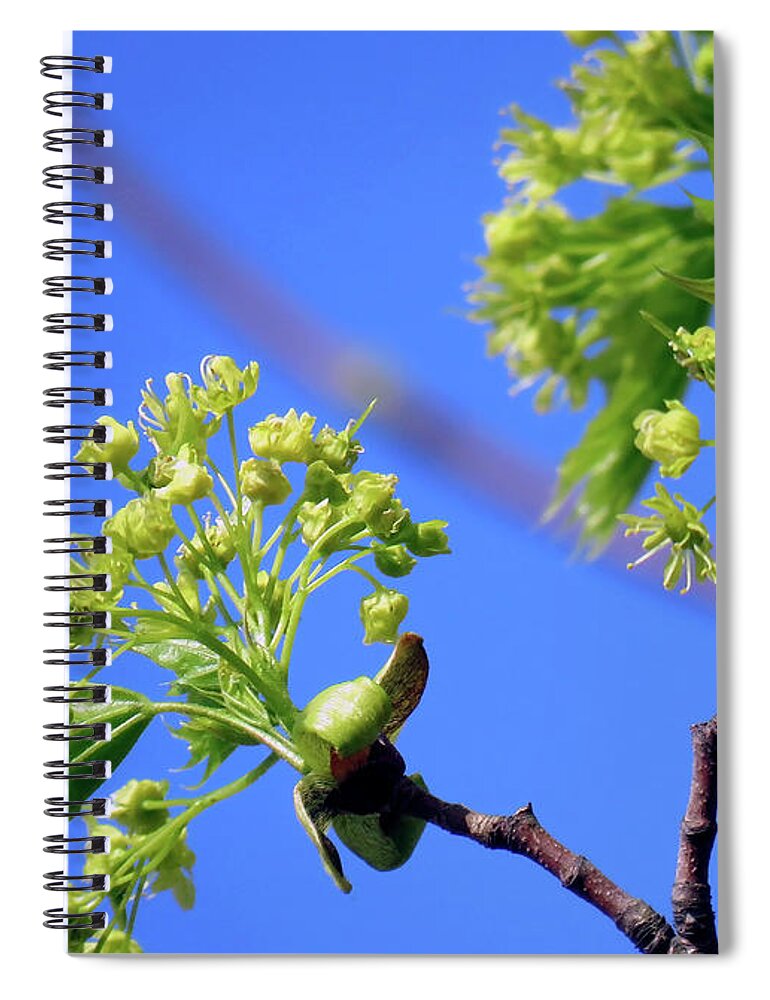 Spring Spiral Notebook featuring the photograph Maple Leaves And Flowers by Johanna Hurmerinta