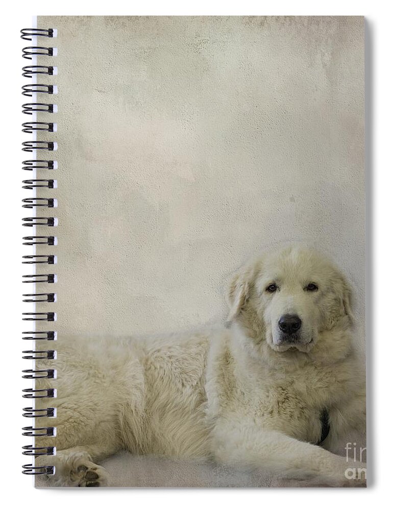 Maremma Sheepdog Spiral Notebook featuring the photograph Maremma Sheepdog by Eva Lechner