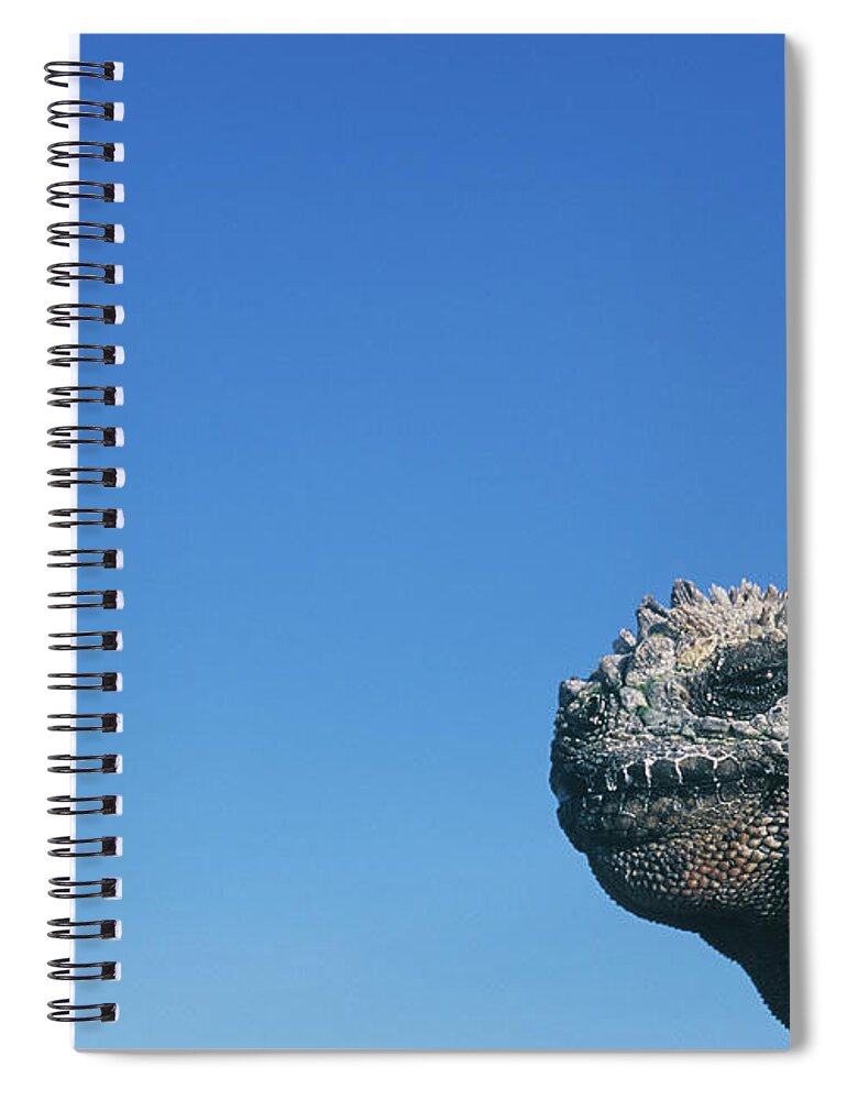 Animal Themes Spiral Notebook featuring the photograph Marine Iguana Amblyrhynchus Cristatus by Eddie Soloway