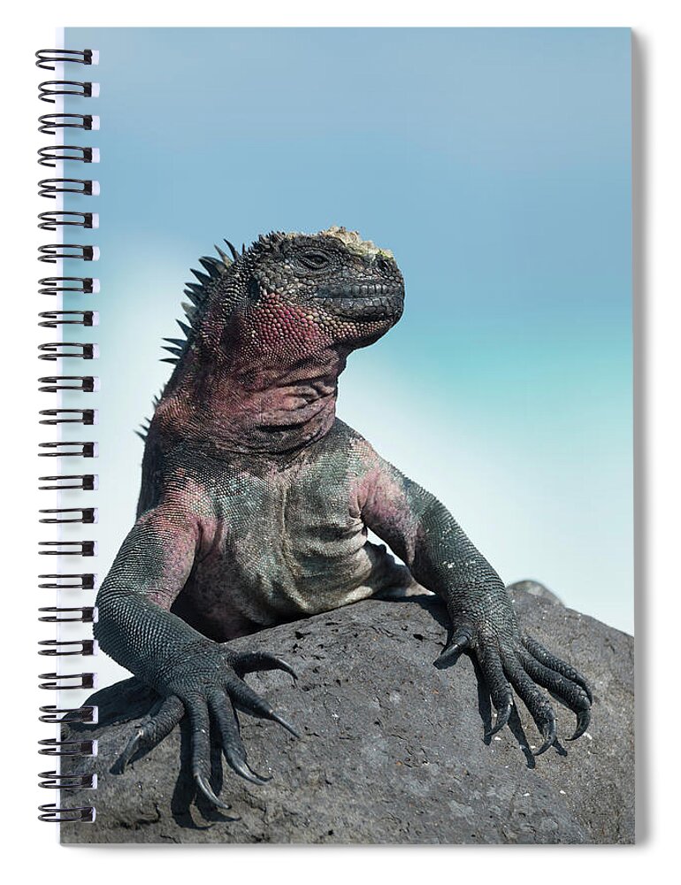 Animals Spiral Notebook featuring the photograph Marine Iguana Basking by Tui De Roy