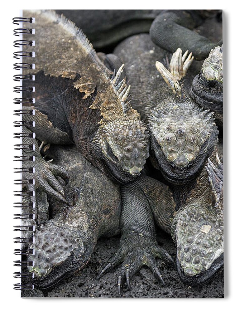 Animal Spiral Notebook featuring the photograph Marine Iguanas Huddling On Puna Espinosa by Tui De Roy