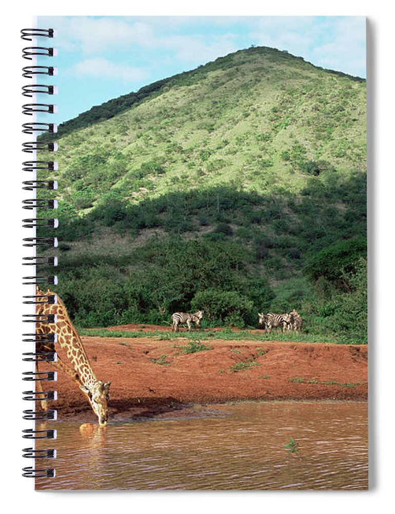 Shadow Spiral Notebook featuring the photograph Masai Giraffe Drinking At Waterhole by James Warwick