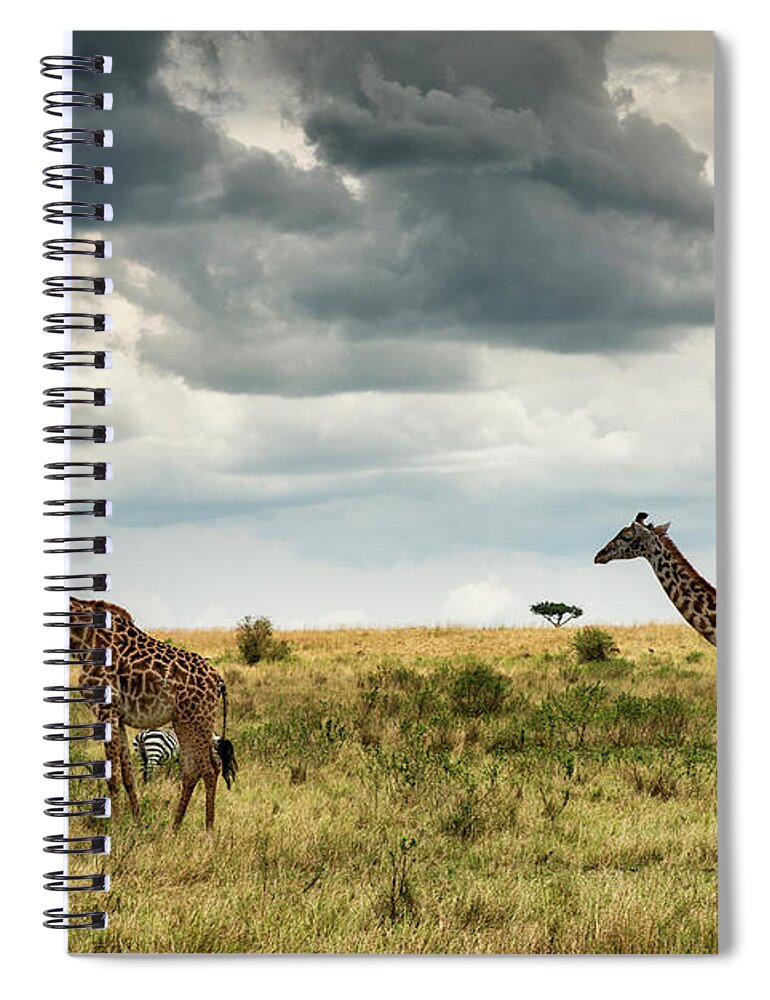 Scenics Spiral Notebook featuring the photograph Masai Giraffes Against Stormy Sky by Mike Hill
