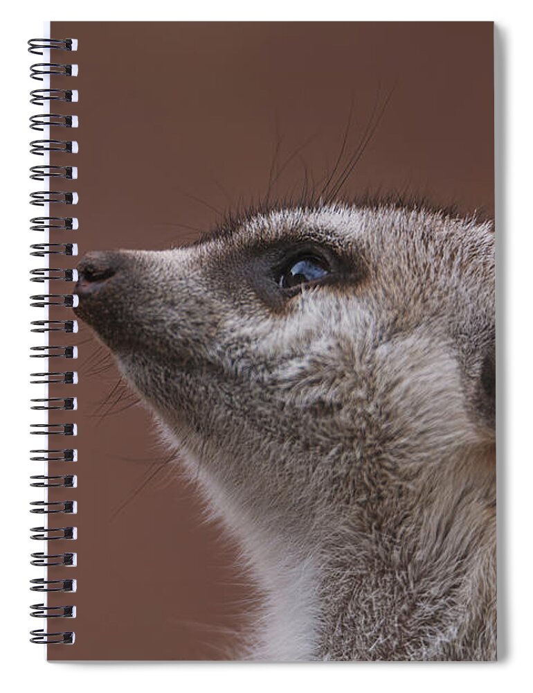 Meerkat Spiral Notebook featuring the photograph Meerkat by Brian Cross