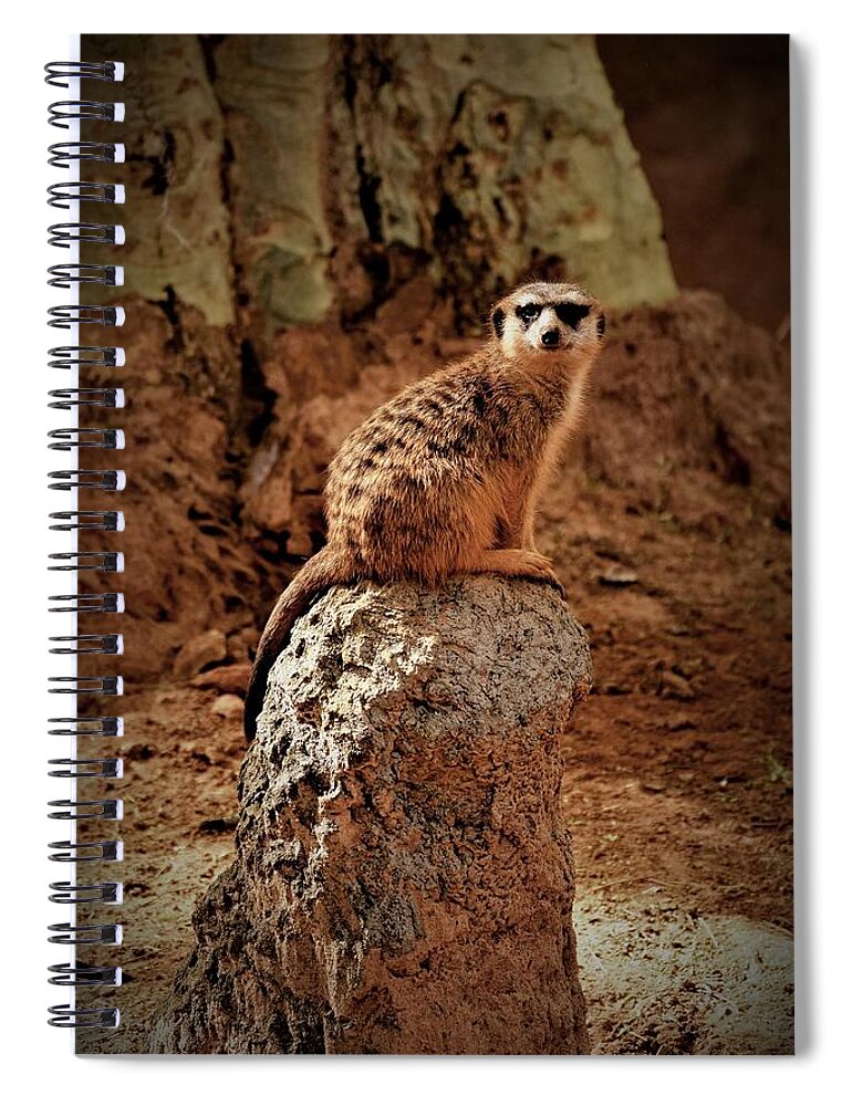 Meerkat Spiral Notebook featuring the photograph Meerkat by Lucie Dumas