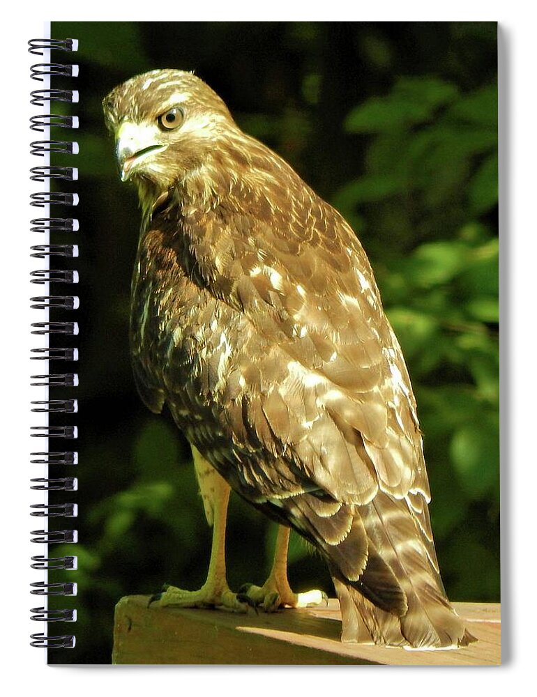 Birds Spiral Notebook featuring the photograph Mesmerized by Karen Stansberry