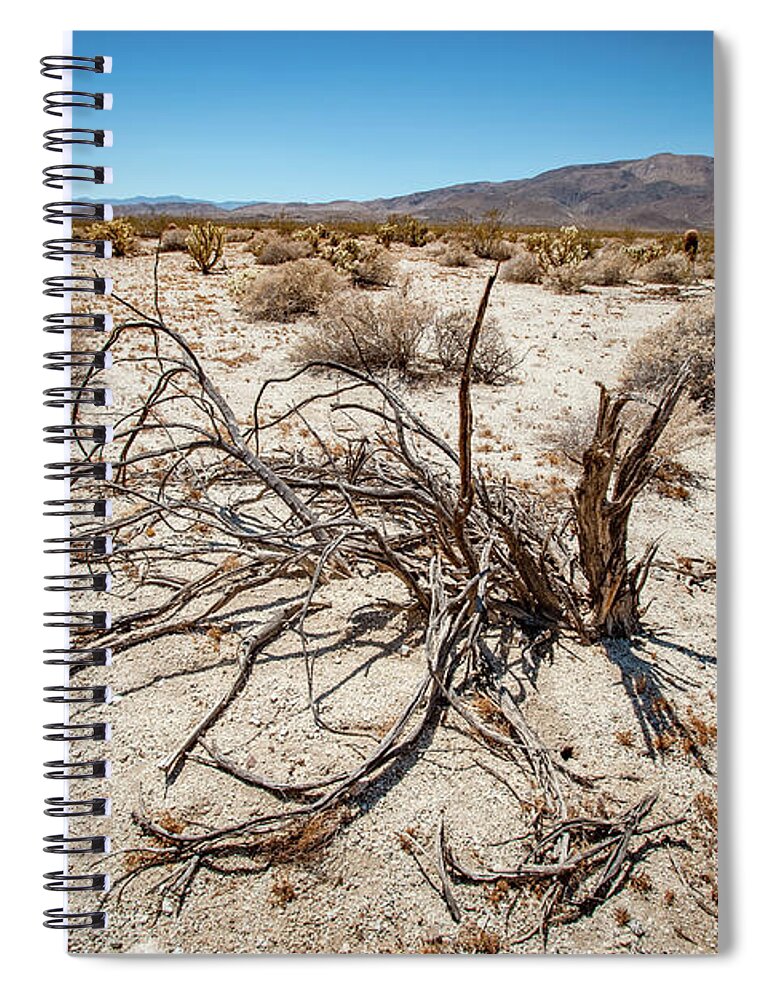 Anza-borrego Desert State Park Spiral Notebook featuring the photograph Mesquite in the Desert Sun by Mark Duehmig
